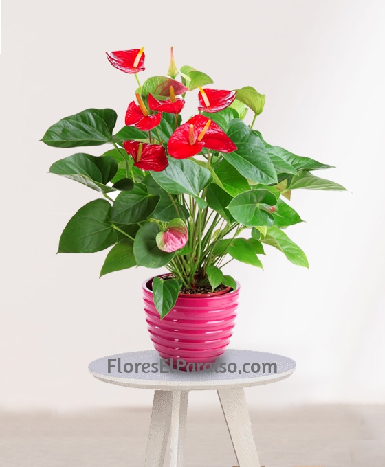 Planta de Anthurium
