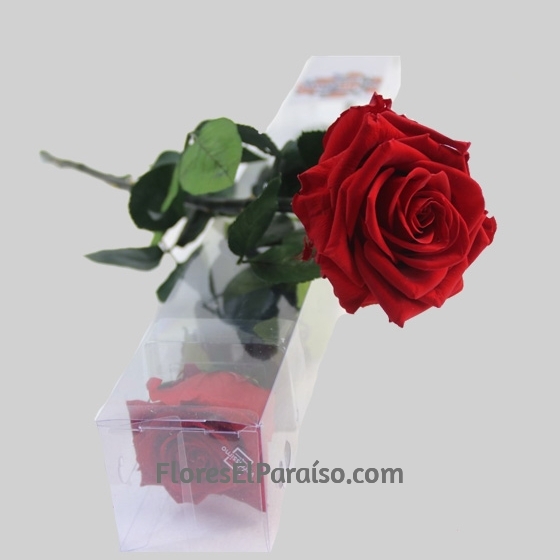 Ramo de 3 Rosas | Rosas Rojas para Regalar | Floristería Flores