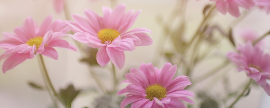 Flores baratas para regalar